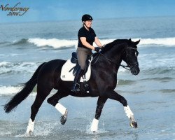 dressage horse Dream Box (Oldenburg, 2008, from Dressage Royal)