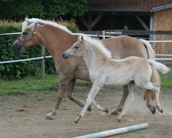 broodmare Aisha (Haflinger, 1994, from Apollo (6,25% ox))