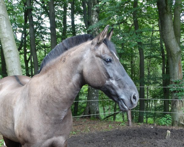 Pferd Nandow (Mecklenburger, 1992, von Nebos)