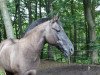 horse Nandow (Mecklenburg, 1992, from Nebos)