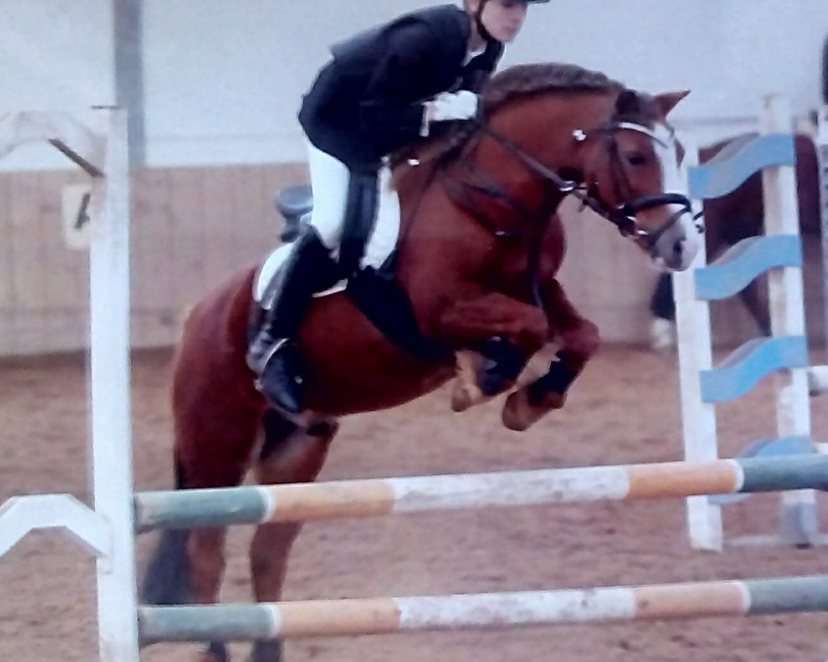 horse Vanda's Special Pride (Welsh mountain pony (SEK.A), 2005, from Ysselvliedt's Special Edition)