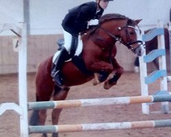 Pferd Vanda's Special Pride (Welsh Mountain Pony (Sek.A), 2005, von Ysselvliedt's Special Edition)