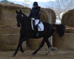 dressage horse Diego (Hanoverian, 2005, from Don Frederico)