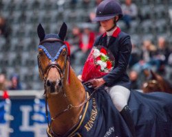 jumper Buutengewoon (KWPN (Royal Dutch Sporthorse), 2006, from Quattro B)