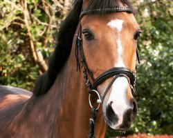 dressage horse Picado 10 (Oldenburg, 2003, from Prestige Pilot)