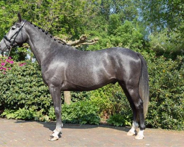 horse Mr. Tequila Silver (KWPN (Royal Dutch Sporthorse), 2012, from Maestro)