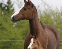 broodmare Felicitas (Hanoverian, 2001, from Friedensfürst)