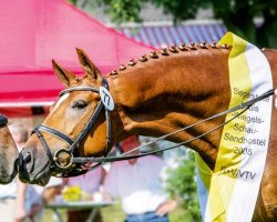 broodmare Lucill (Hanoverian, 2006, from Lauries Crusador xx)