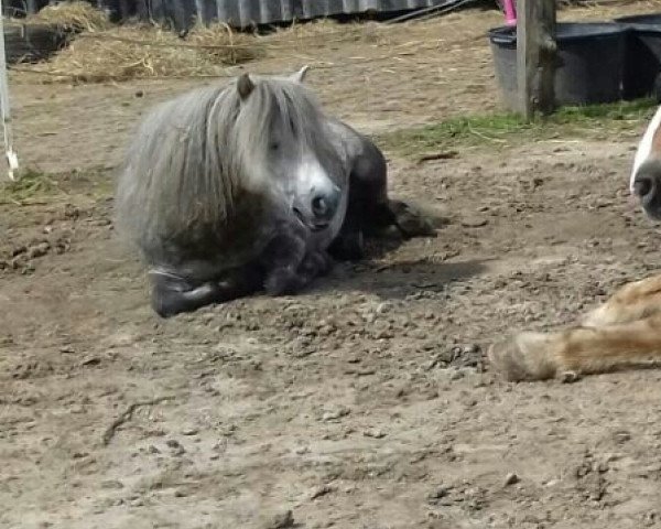 horse Zebes Gismo (Shetland Pony, 2009, from Gordan of Baltic Sea)