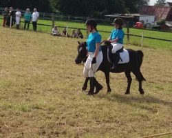 horse Captain Jack (Welsh mountain pony (SEK.A), 1995)