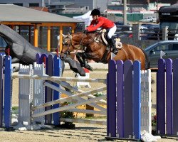 stallion Pi Quatorze (Selle Français, 2003, from Baloubet du Rouet)