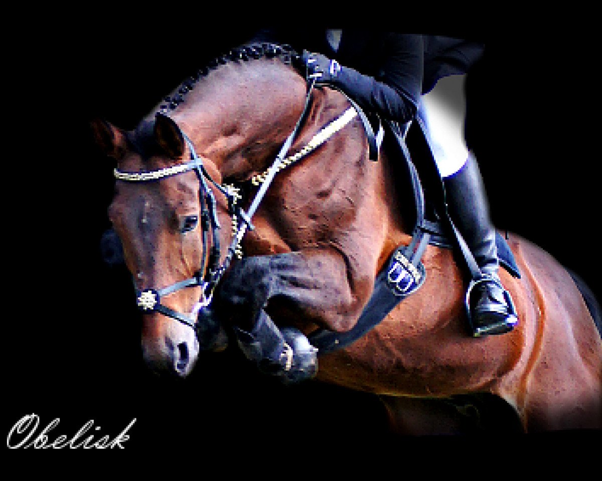 stallion Obelisk (Selle Français, 1996, from Ottis van't Eikhof)