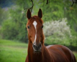 dressage horse Windrose 153 (Bavarian, 2005, from Rubicell)