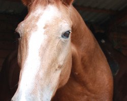 Zuchtstute Kuckerneese (Trakehner, 1992, von Lockruf II)