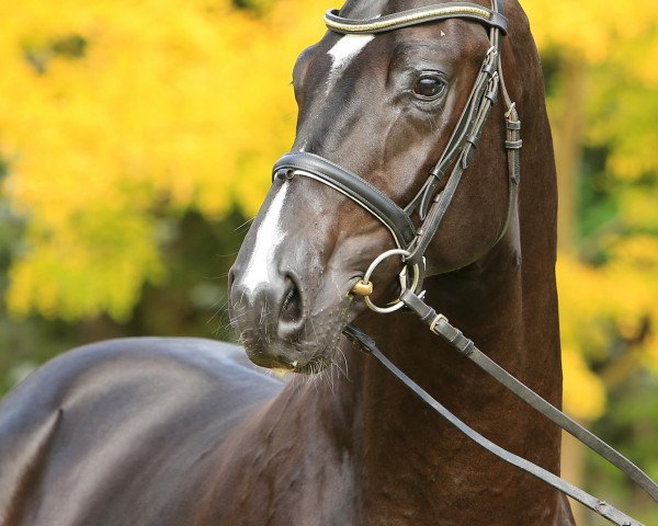 dressage horse Dark Dancer V (Hanoverian, 2014, from Dancier)