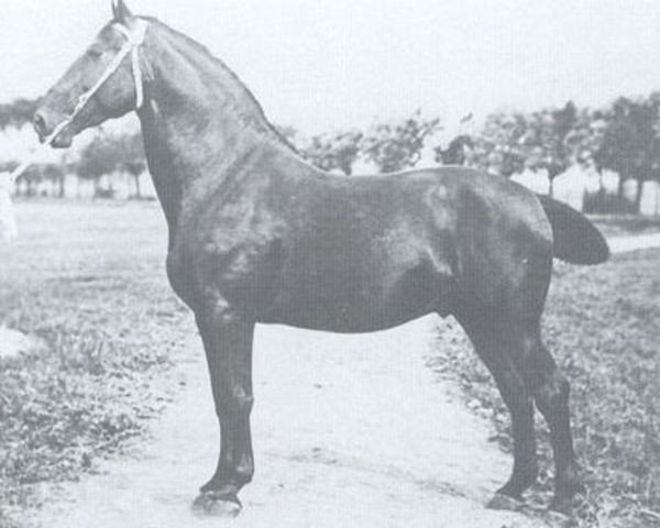 stallion Kürassier 1889 (Holsteiner, 1896, from Cicero)