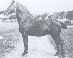 stallion Kürassier 1889 (Holsteiner, 1896, from Cicero 1608)