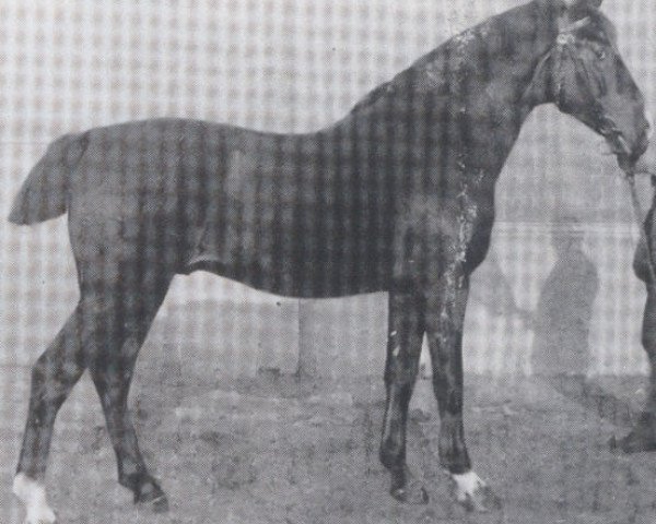 stallion Zieten (Holsteiner, 1908, from Tobias)