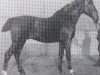 stallion Zieten (Holsteiner, 1908, from Tobias)