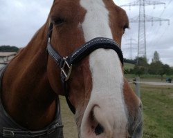 broodmare Goldloeckchen (Hanoverian, 2001, from Galvano)