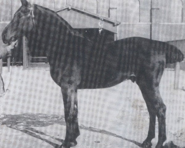 stallion Diktator (Holsteiner, 1912, from Simson)
