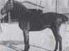 stallion Diktator (Holsteiner, 1912, from Simson)