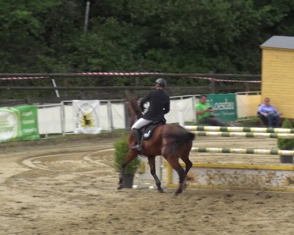 Reitturnier Frechen-Grefrath - Sonnenhof 2019