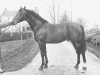 stallion Patriek (KWPN (Royal Dutch Sporthorse), 1974, from Pericles xx)