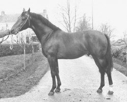 stallion Patriek (KWPN (Royal Dutch Sporthorse), 1974, from Pericles xx)