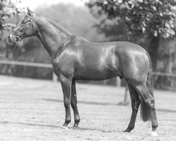 stallion Moreno (KWPN (Royal Dutch Sporthorse), 1994, from Bamaco Louvo)