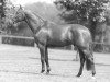 stallion Moreno (KWPN (Royal Dutch Sporthorse), 1994, from Bamaco Louvo)