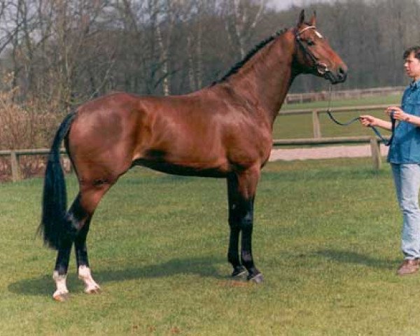 stallion Jorn (KWPN (Royal Dutch Sporthorse), 1991, from Ahorn)