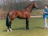 stallion Jorn (KWPN (Royal Dutch Sporthorse), 1991, from Ahorn)