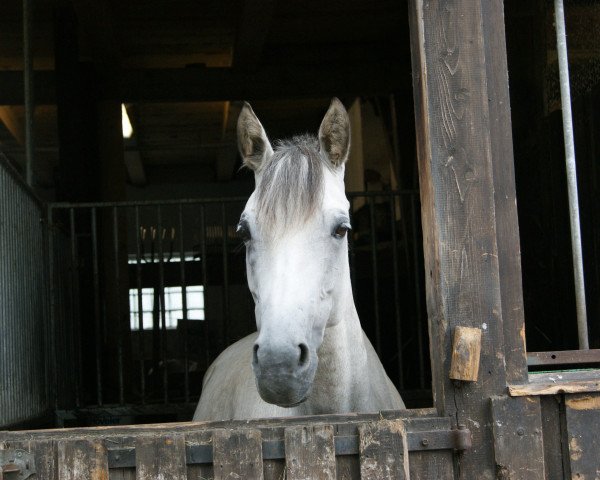 dressage horse Krottenthal's Unicella (German Riding Pony, 2006, from FS Golden Moonlight)