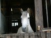 dressage horse Krottenthal's Unicella (German Riding Pony, 2006, from FS Golden Moonlight)