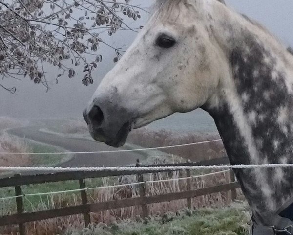 dressage horse Latello 2 (Holsteiner, 1999, from Lorentin I)