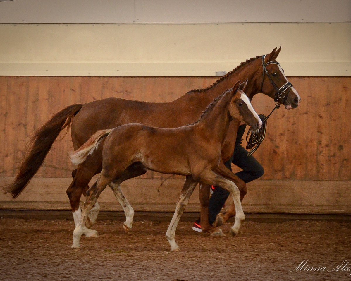 horse Sir Connery (Finnish Warmblood, 2016, from Sean Connery)