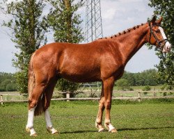 jumper Cookie (Oldenburg show jumper, 2014, from Coupie)