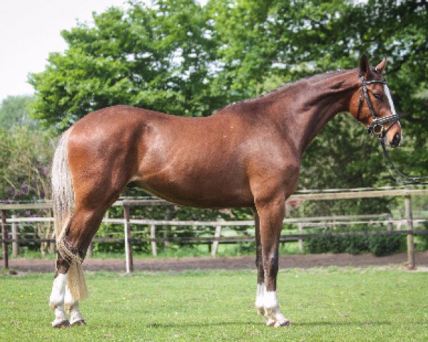 jumper Capitain Colour W (Oldenburg show jumper, 2013, from Chilensky Jra)