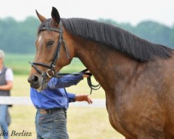 broodmare Noble Princess (Oldenburg, 2000, from Pablo)