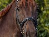 dressage horse Feinbrand P (Rhinelander, 2010, from Floribot)