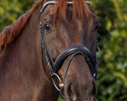 dressage horse Feinbrand P (Rhinelander, 2010, from Floribot)