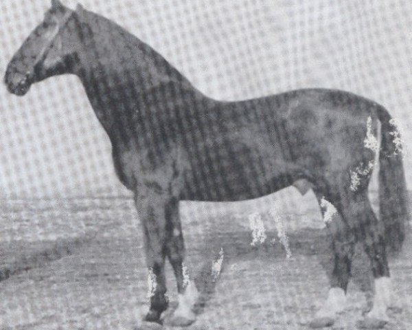 Deckhengst Lotos (Holsteiner, 1936, von Loretto)
