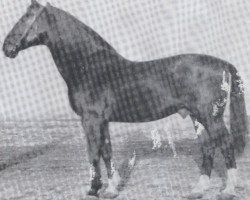 stallion Lotos (Holsteiner, 1936, from Loretto)