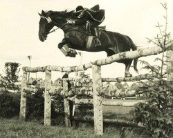 broodmare Libelle (Holsteiner, 1945, from Lobi)