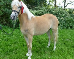 broodmare Sunshine (Haflinger, 2012, from Siebenschön)