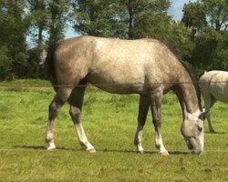 dressage horse C-Dur W (Mecklenburg, 2012, from Ce Matin)