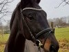 dressage horse Mariella 11 (Oldenburg, 2010, from King Arthur TSF)