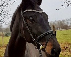 dressage horse Mariella 11 (Oldenburg, 2010, from King Arthur TSF)