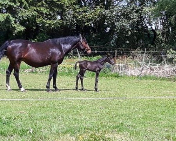 broodmare Ravita (KWPN (Royal Dutch Sporthorse), 1998, from Wolfgang)